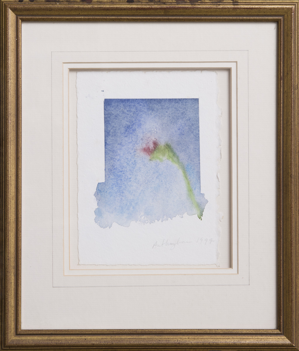 Still Life of a Plant from my Garden